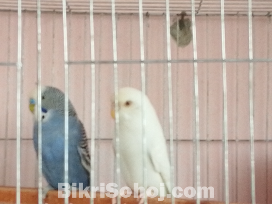 1 জড়া বাজিগার পাখি